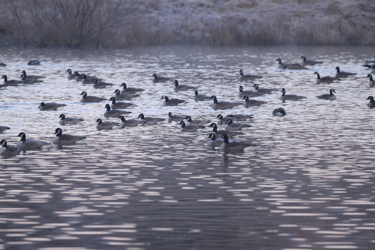 Cackling Goose - ML620818083