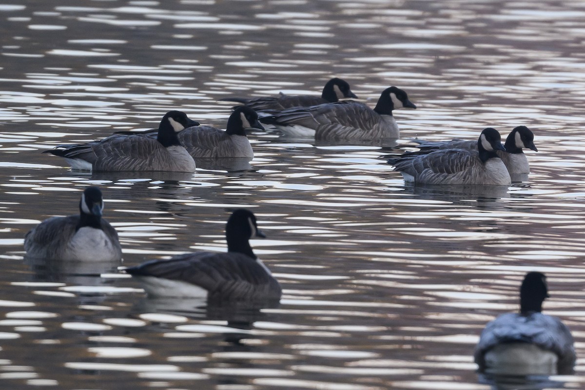 Cackling Goose - ML620818086