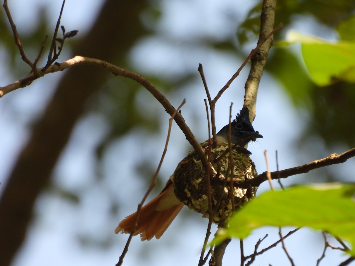 Indian Paradise-Flycatcher - ML620818092