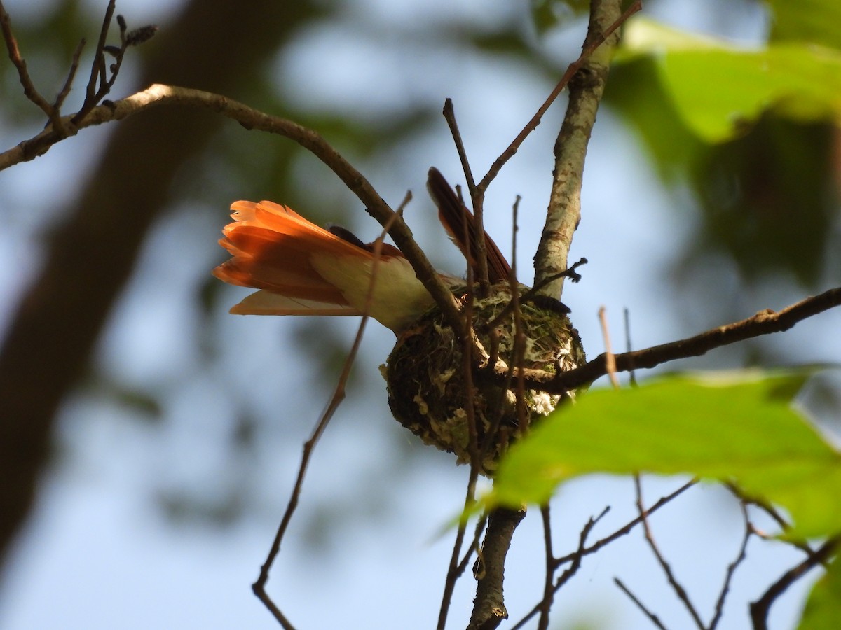 Indian Paradise-Flycatcher - ML620818097