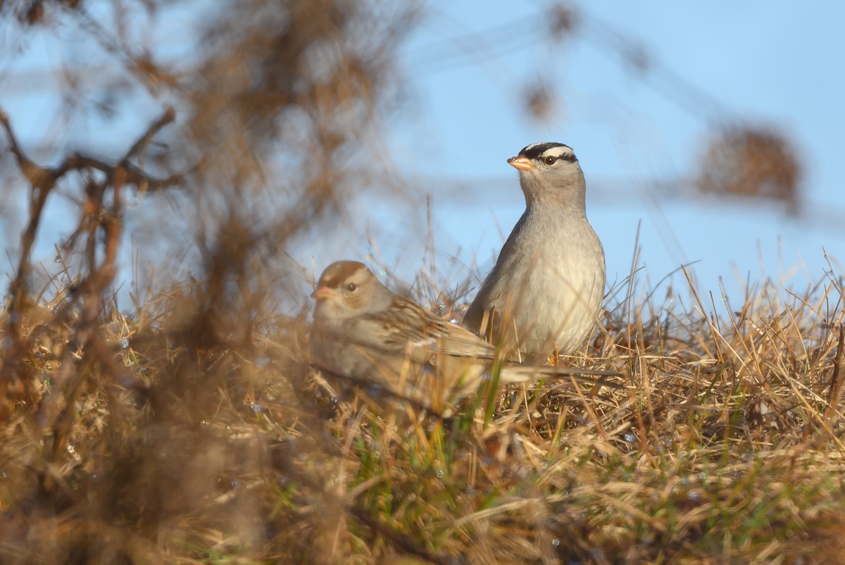 White-crowned Sparrow - ML620818104