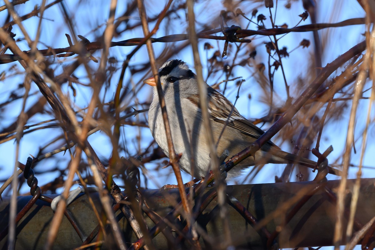 White-crowned Sparrow - ML620818105