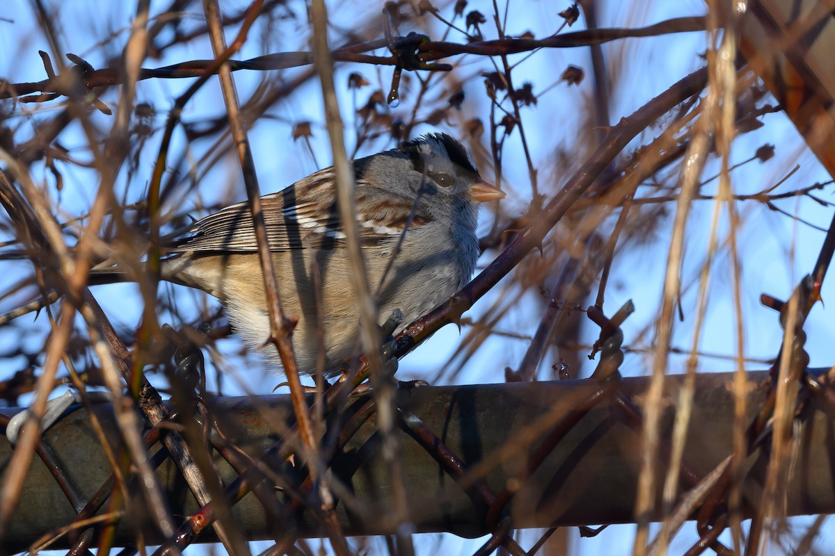 White-crowned Sparrow - ML620818106