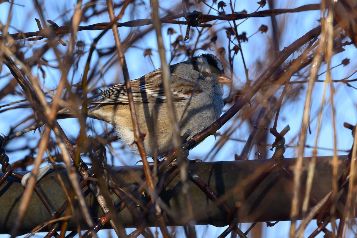 White-crowned Sparrow - ML620818107