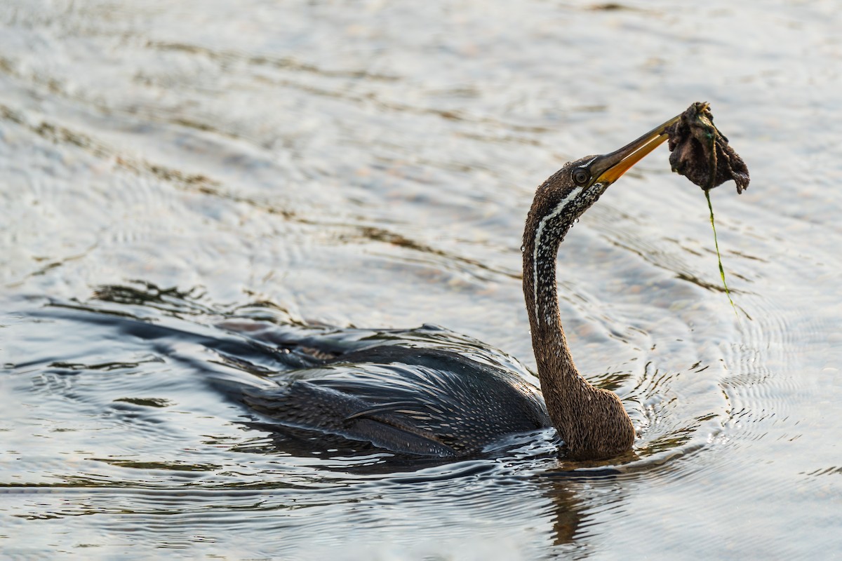 anhinga indomalajská - ML620818109