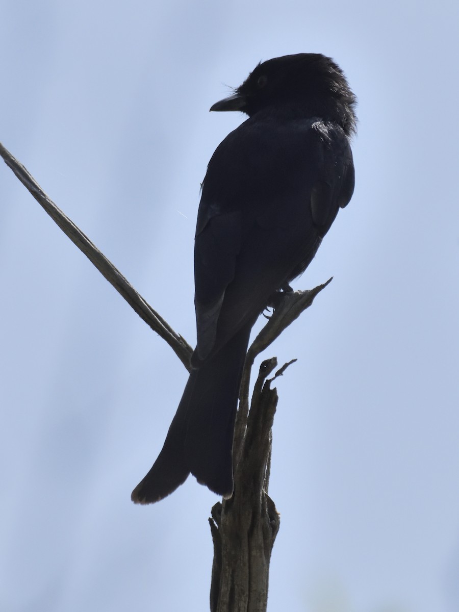 drongo africký - ML620818110