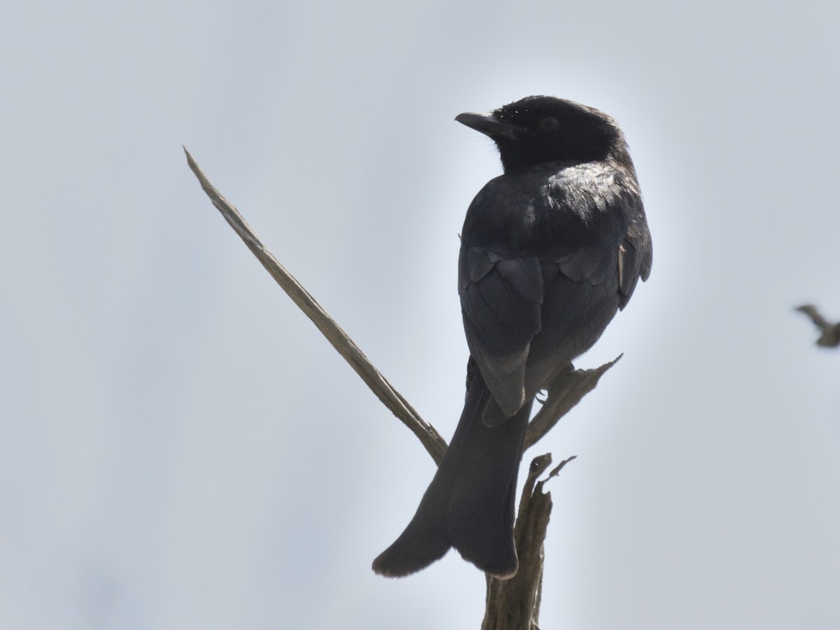 Fork-tailed Drongo - MAYANK NAMDEO