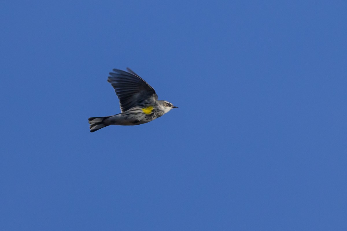 Yellow-rumped Warbler (Myrtle) - ML620818115