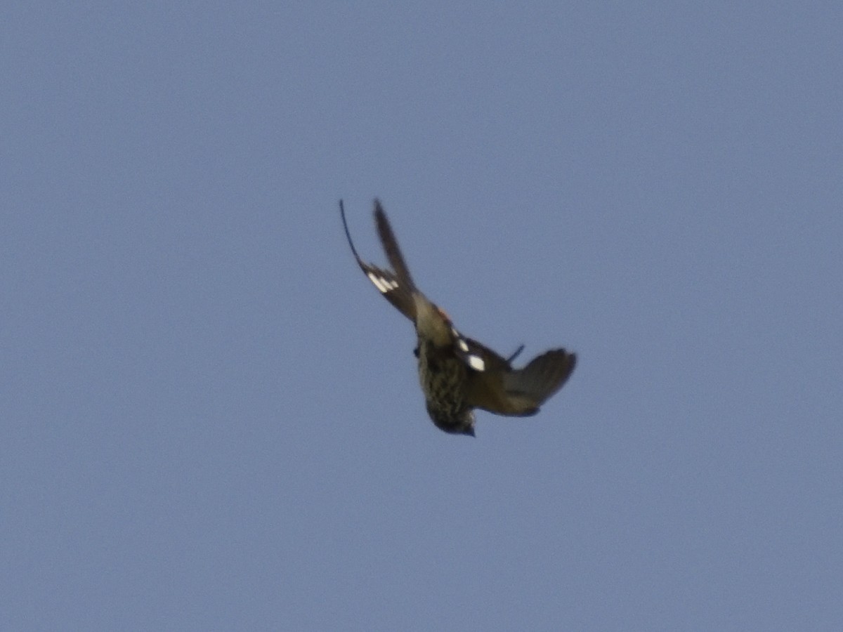 Lesser Striped Swallow - ML620818116