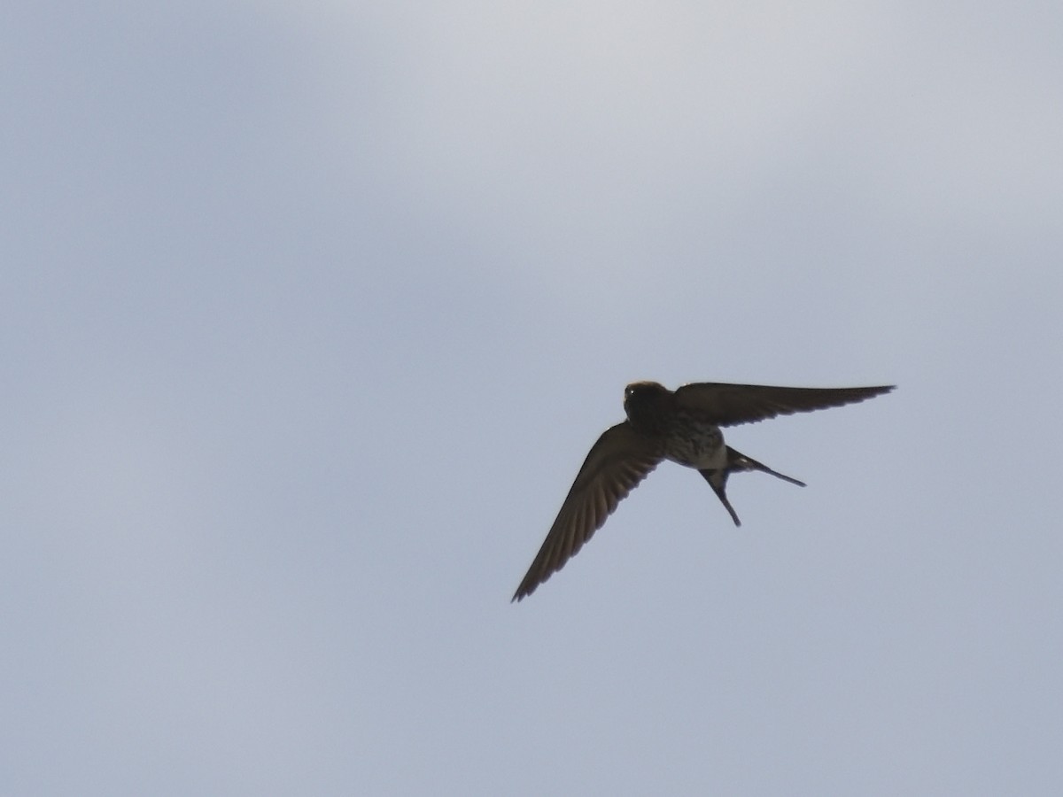 Lesser Striped Swallow - ML620818118