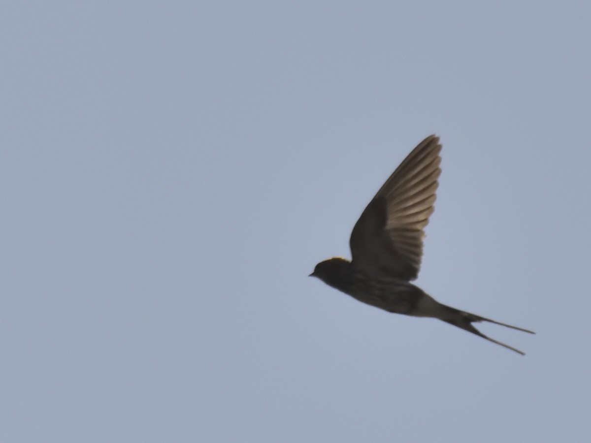 Lesser Striped Swallow - ML620818119