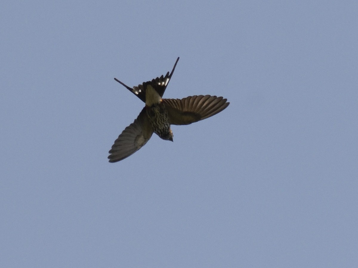 Lesser Striped Swallow - ML620818120