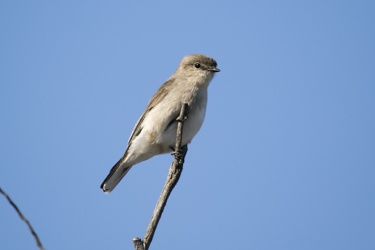 Petroica Fascinante - ML620818121