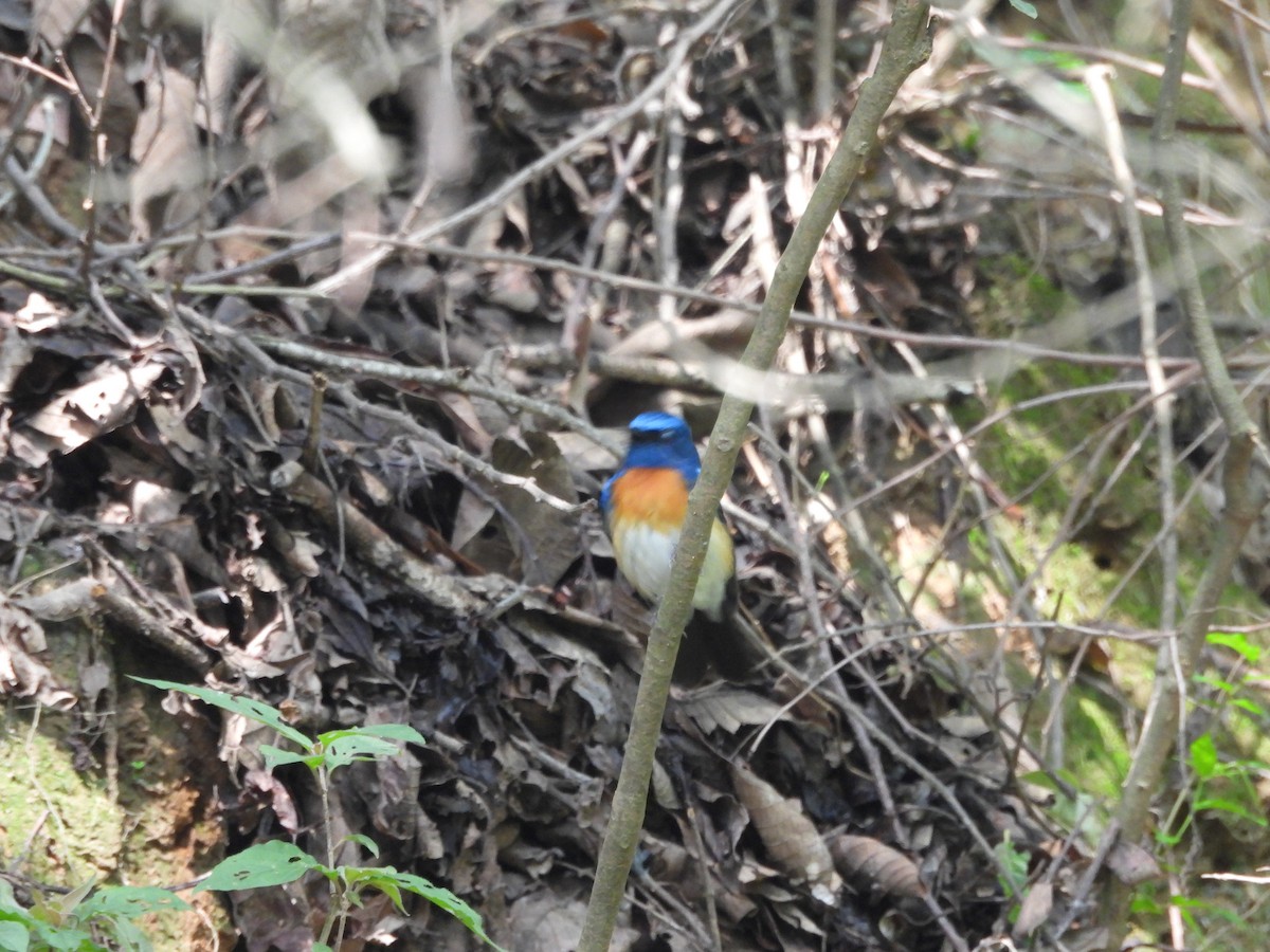 Blue-throated Flycatcher - ML620818127