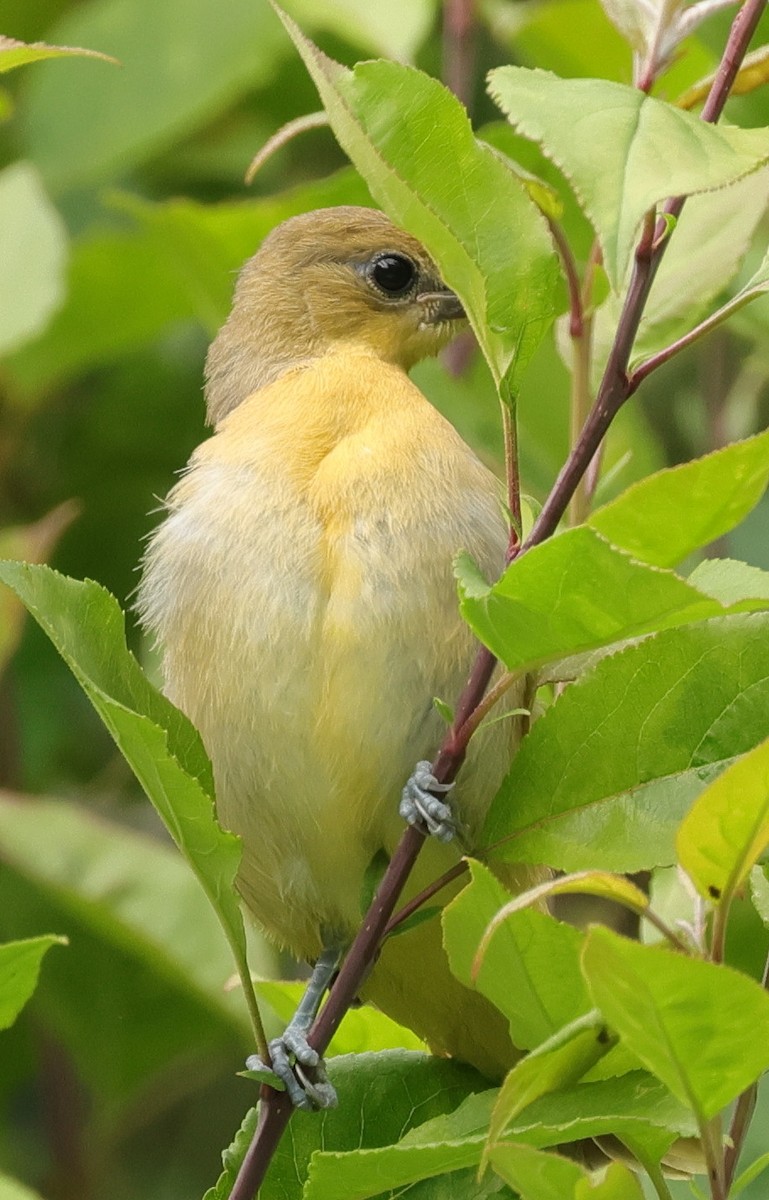 Baltimore Oriole - ML620818129