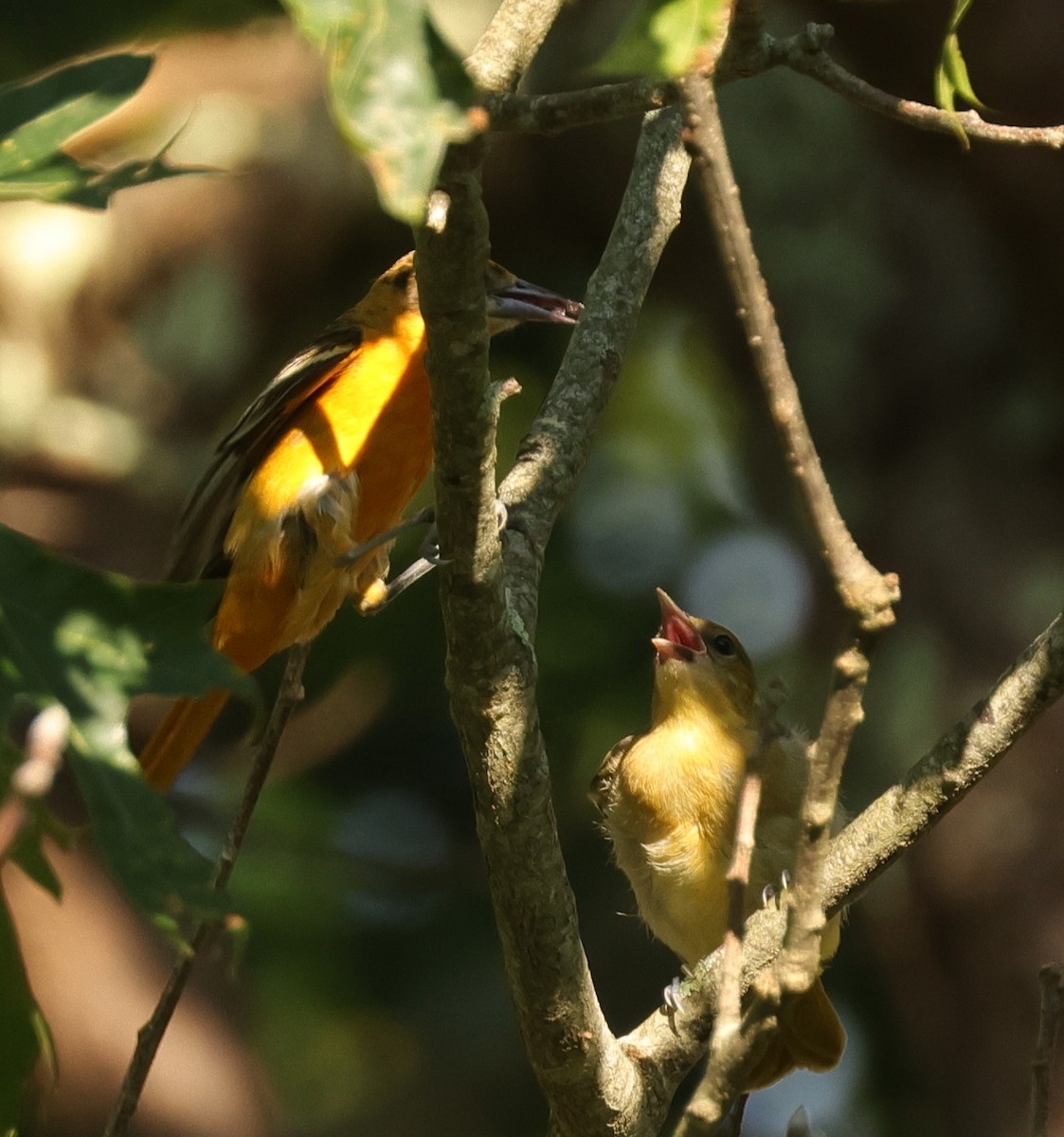 Baltimore Oriole - ML620818131