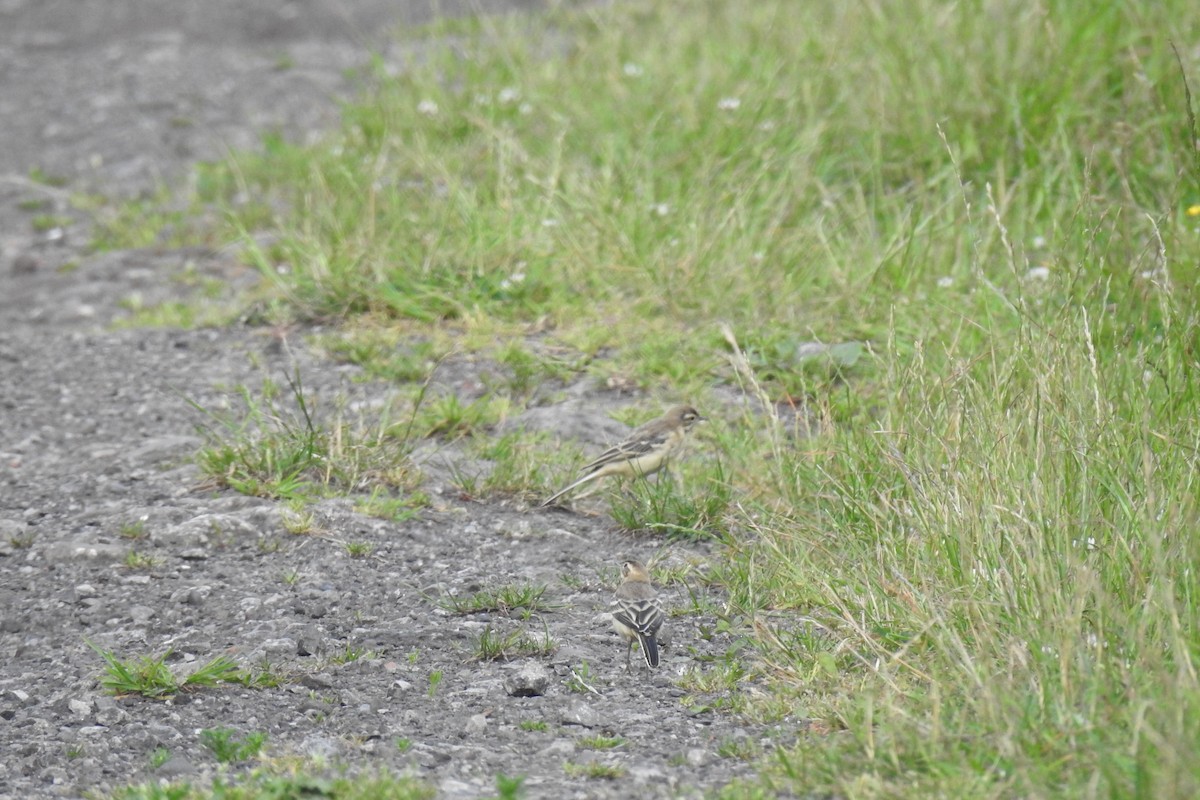 Western Yellow Wagtail - ML620818134