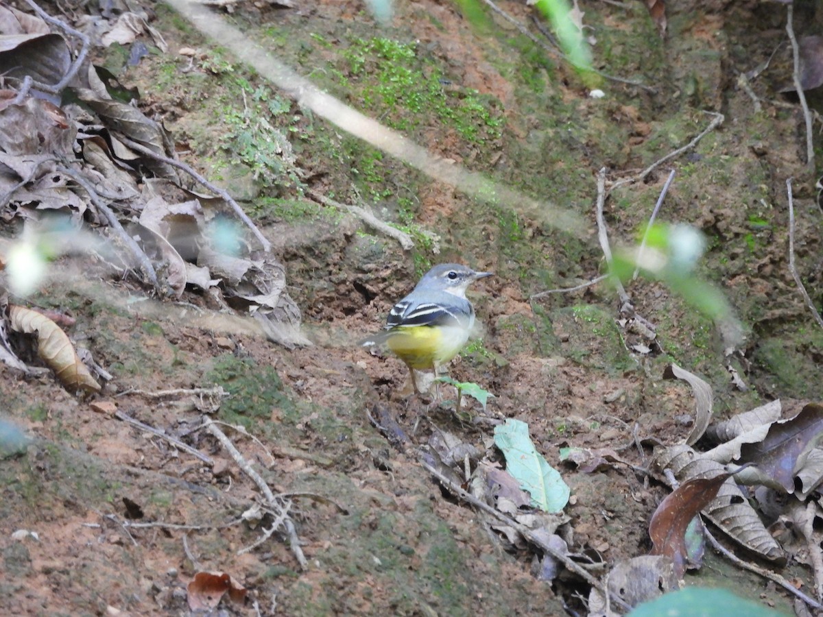 Gray Wagtail - ML620818135