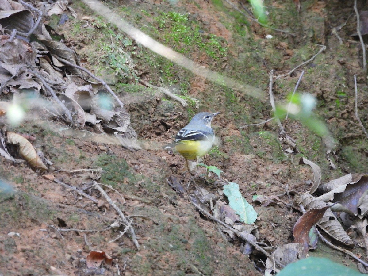 Gray Wagtail - ML620818136