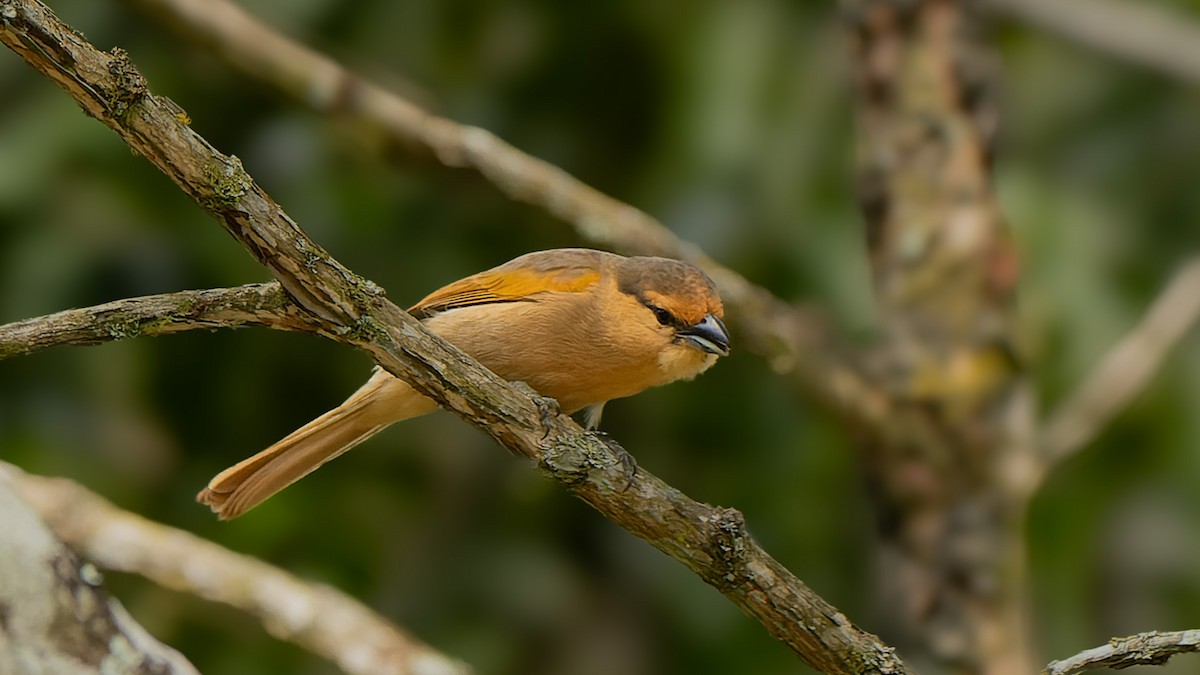 Brown Tanager - ML620818137