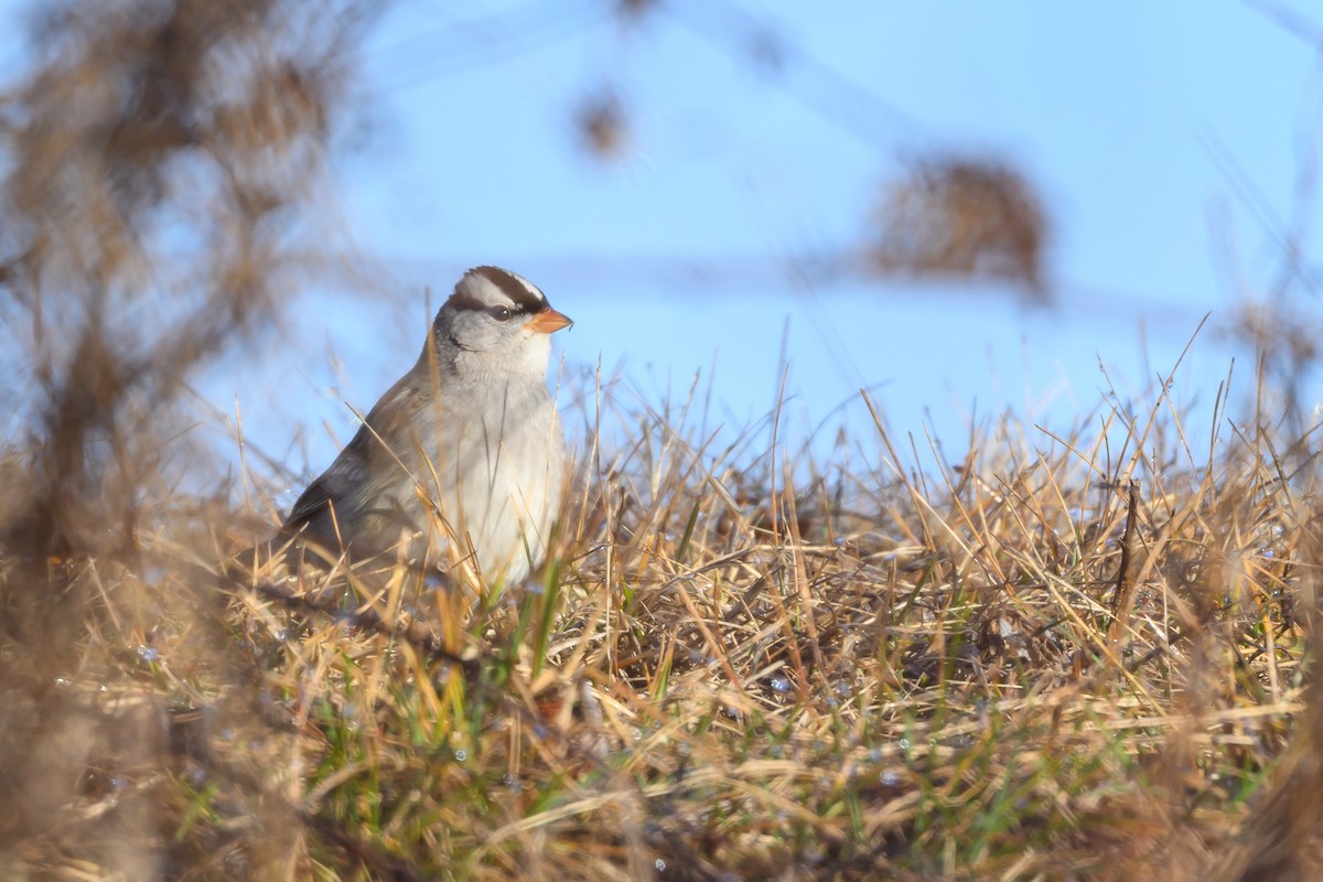White-crowned Sparrow - ML620818138