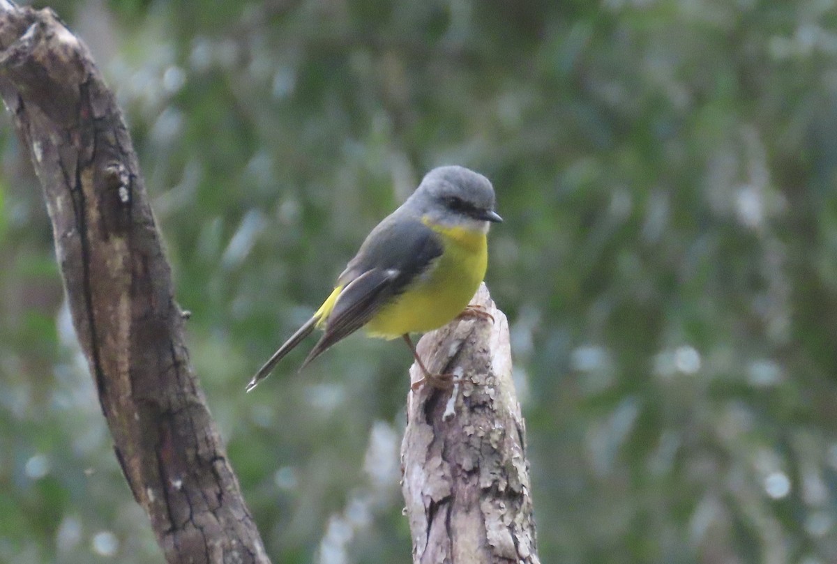 Eastern Yellow Robin - ML620818139