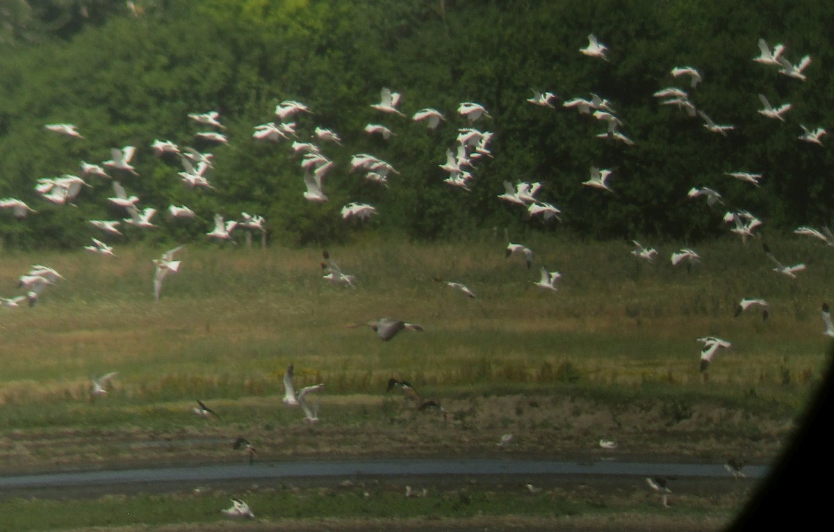 Pied Avocet - ML620818140