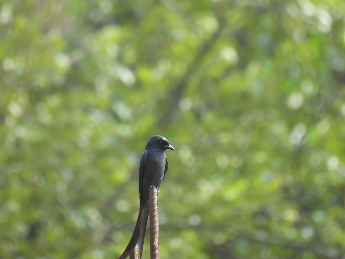 drongo kouřový - ML620818141