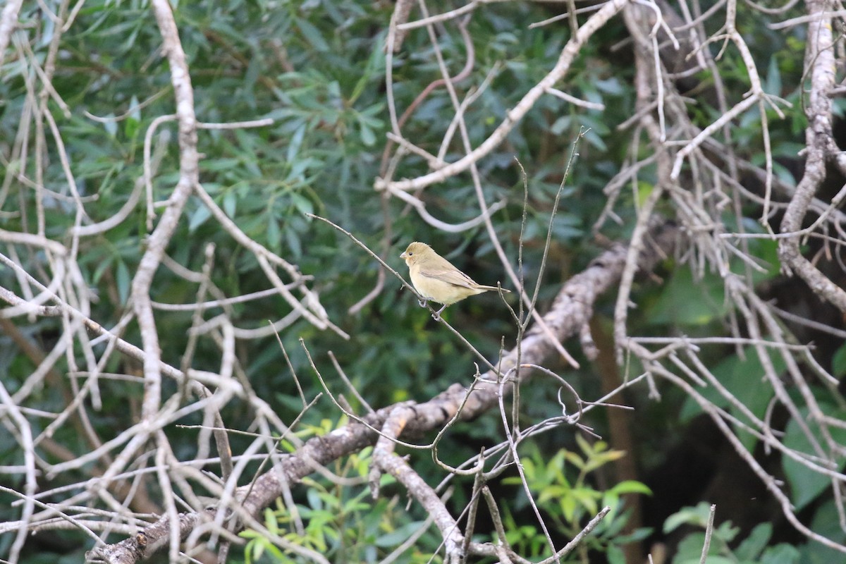 Double-collared Seedeater - ML620818144