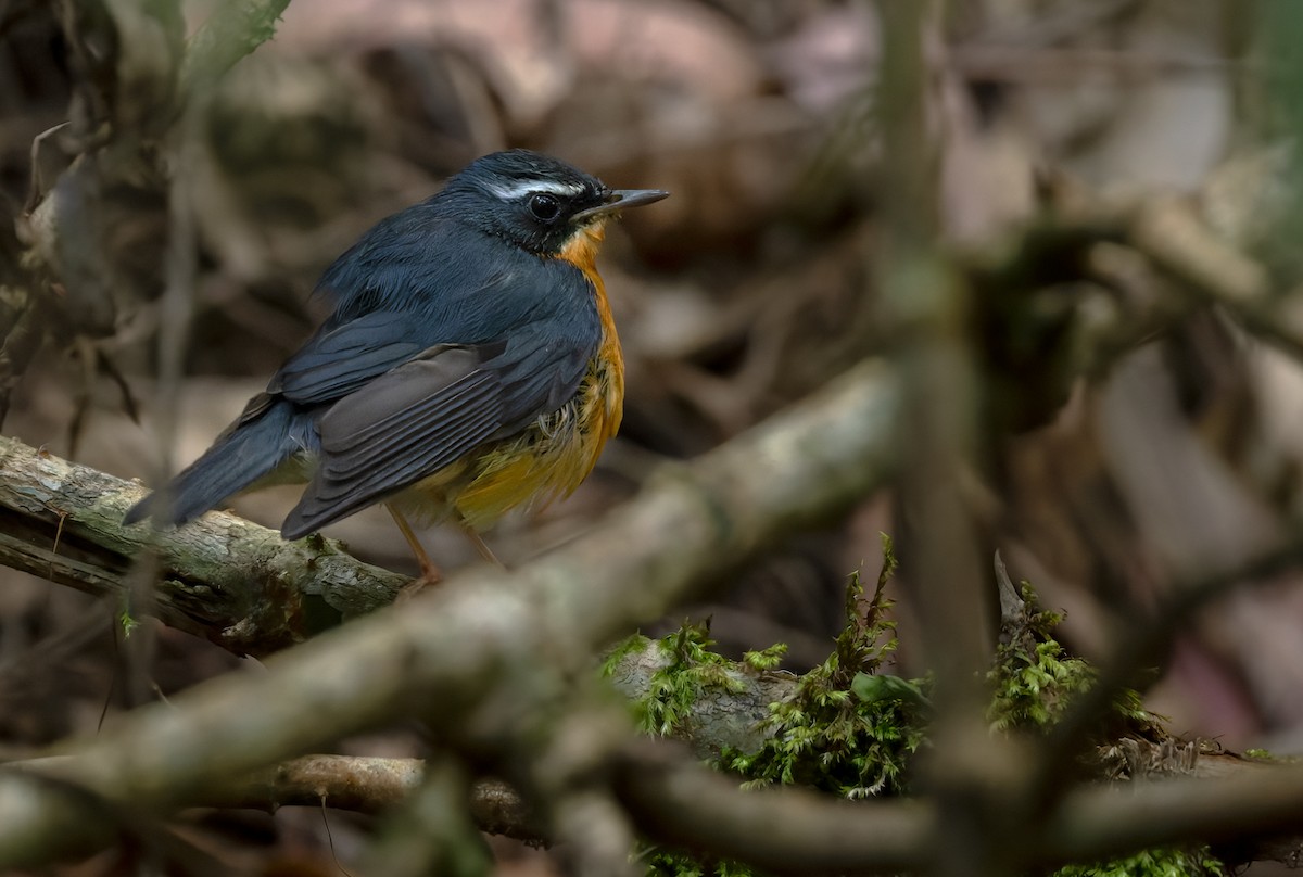 Indian Blue Robin - ML620818145