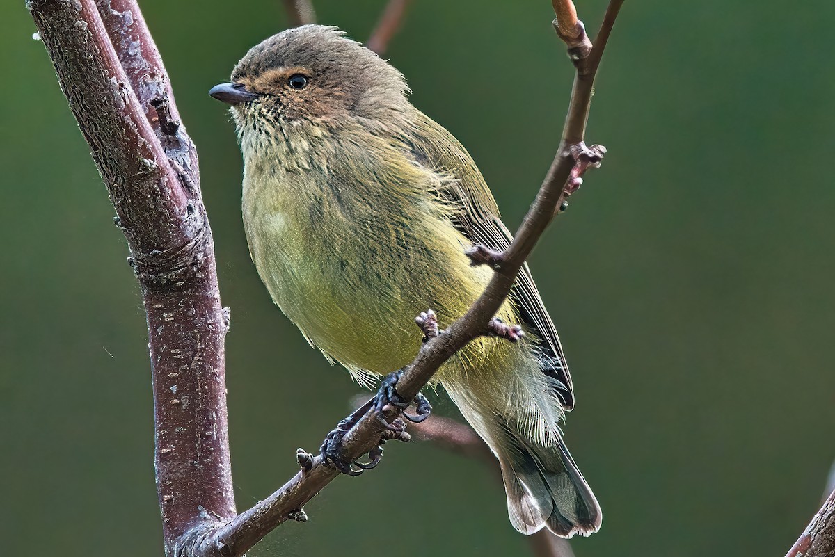 Weebill - ML620818146