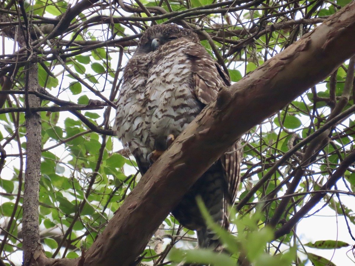 Powerful Owl - ML620818147