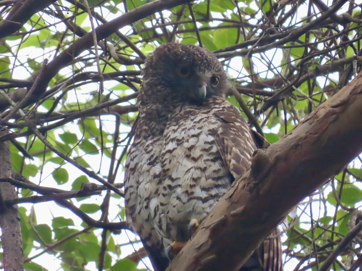 Powerful Owl - ML620818148