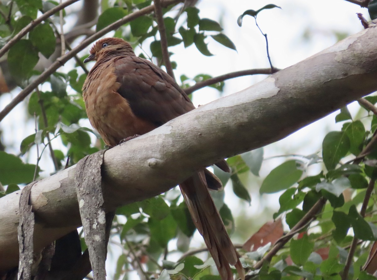 Brown Cuckoo-Dove - ML620818151