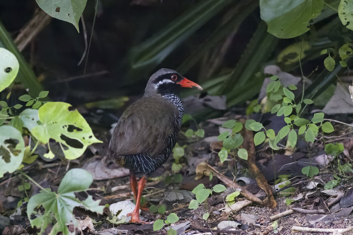 Okinawa Rail - ML620818152