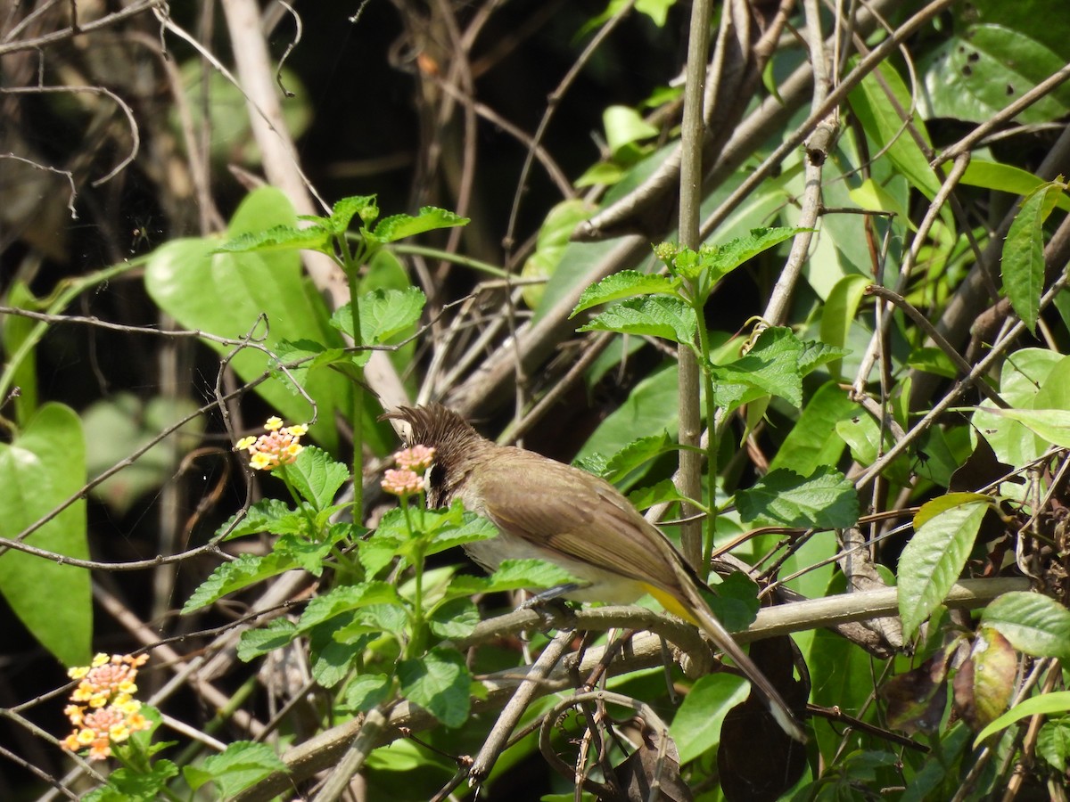 Bulbul à joues blanches - ML620818155