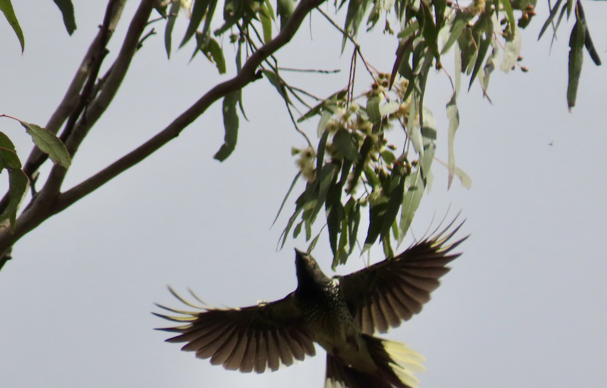 Regent Honeyeater - ML620818157