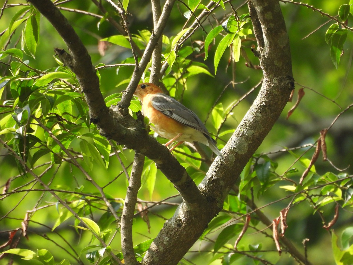 Orange-headed Thrush - ML620818158