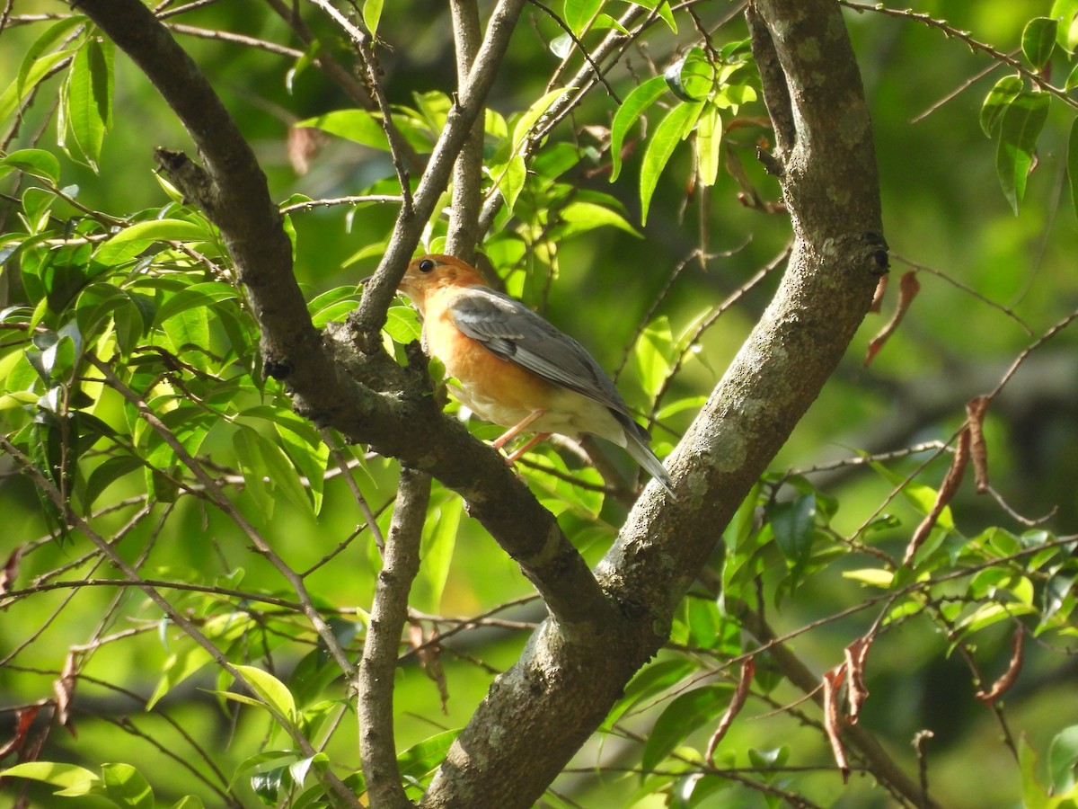 Orange-headed Thrush - ML620818160