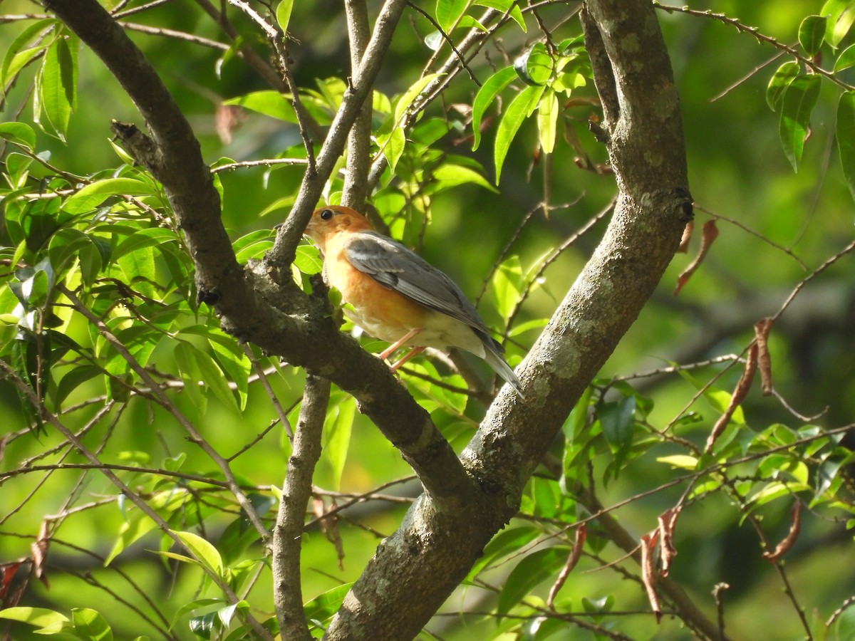 Orange-headed Thrush - ML620818161