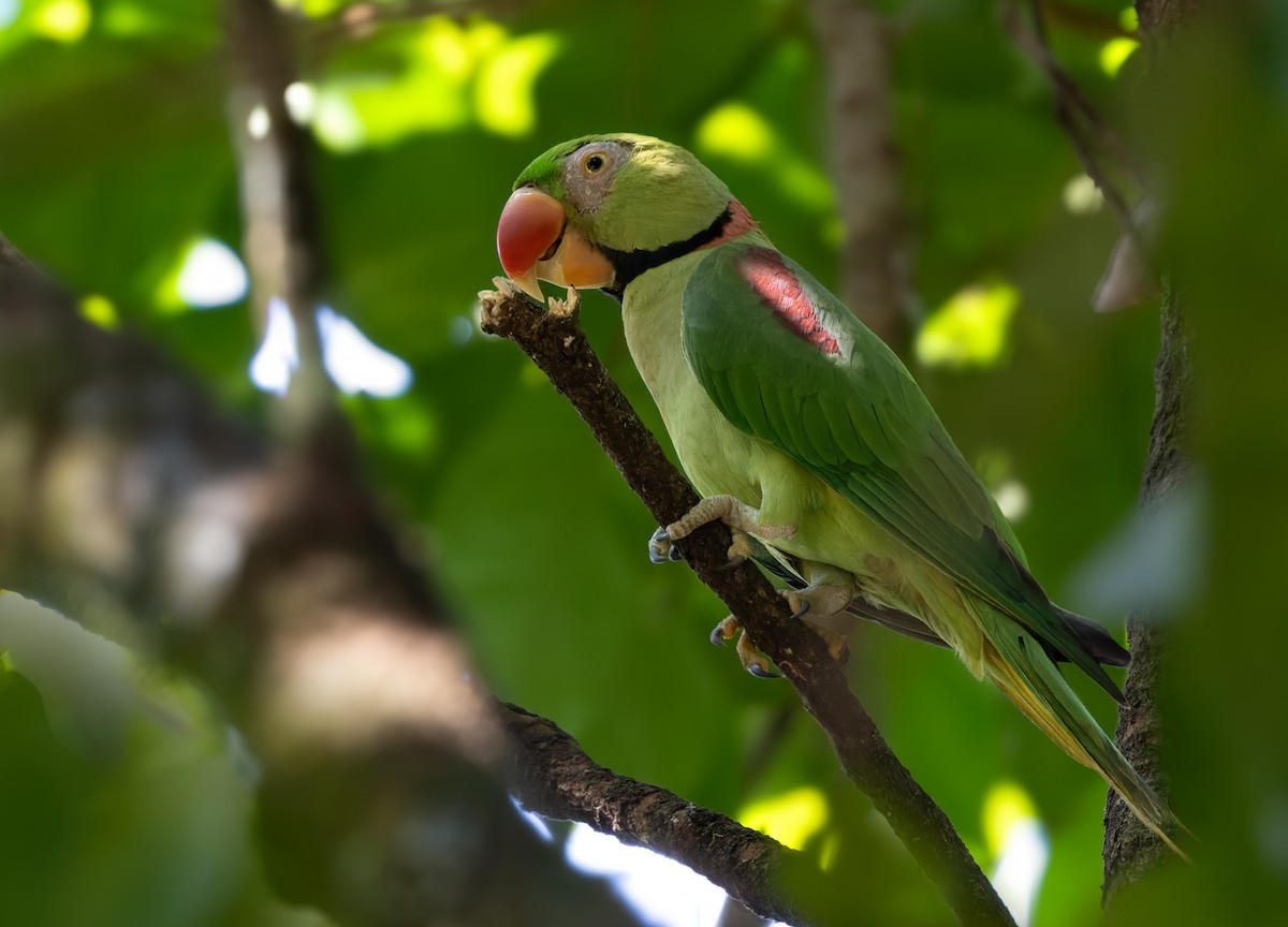 Alexandrine Parakeet - ML620818162