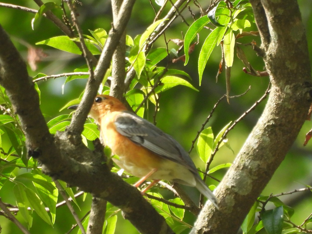 Orange-headed Thrush - ML620818163