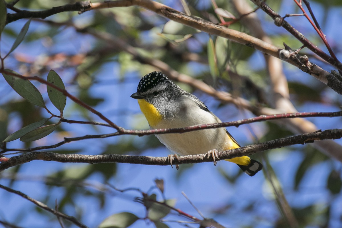 Spotted Pardalote (Yellow-rumped) - ML620818164