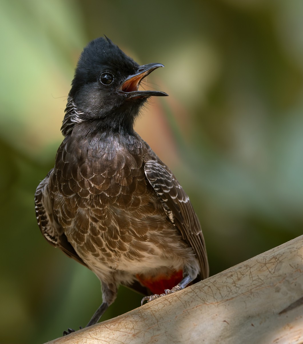 Red-vented Bulbul - ML620818165