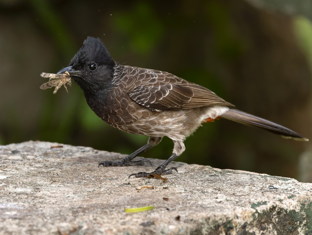 Bulbul à ventre rouge - ML620818166