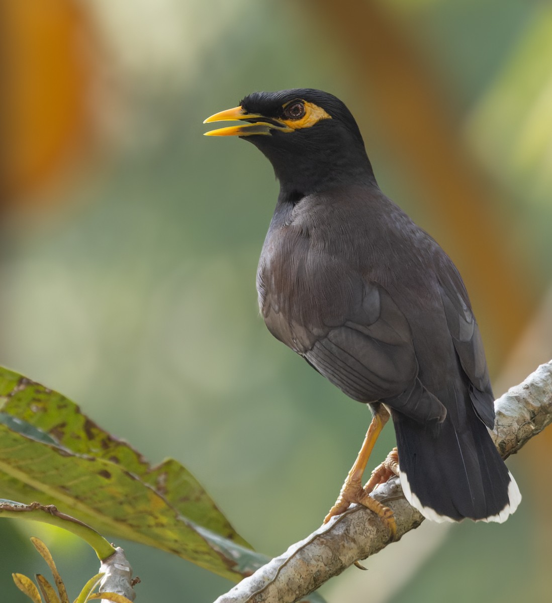 Common Myna - ML620818167