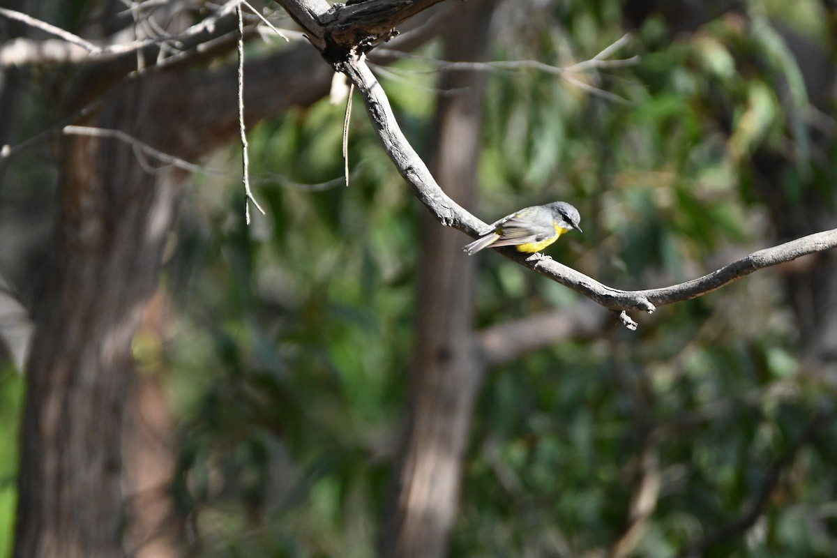 Eastern Yellow Robin - ML620818168