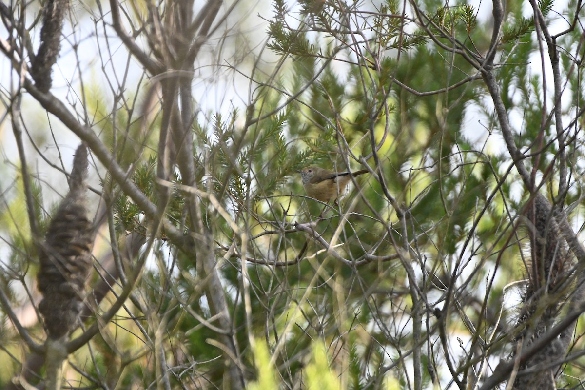 Brown Thornbill - ML620818171