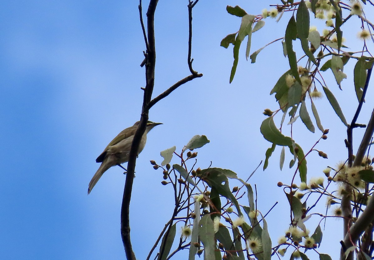 Yellow-faced Honeyeater - ML620818178