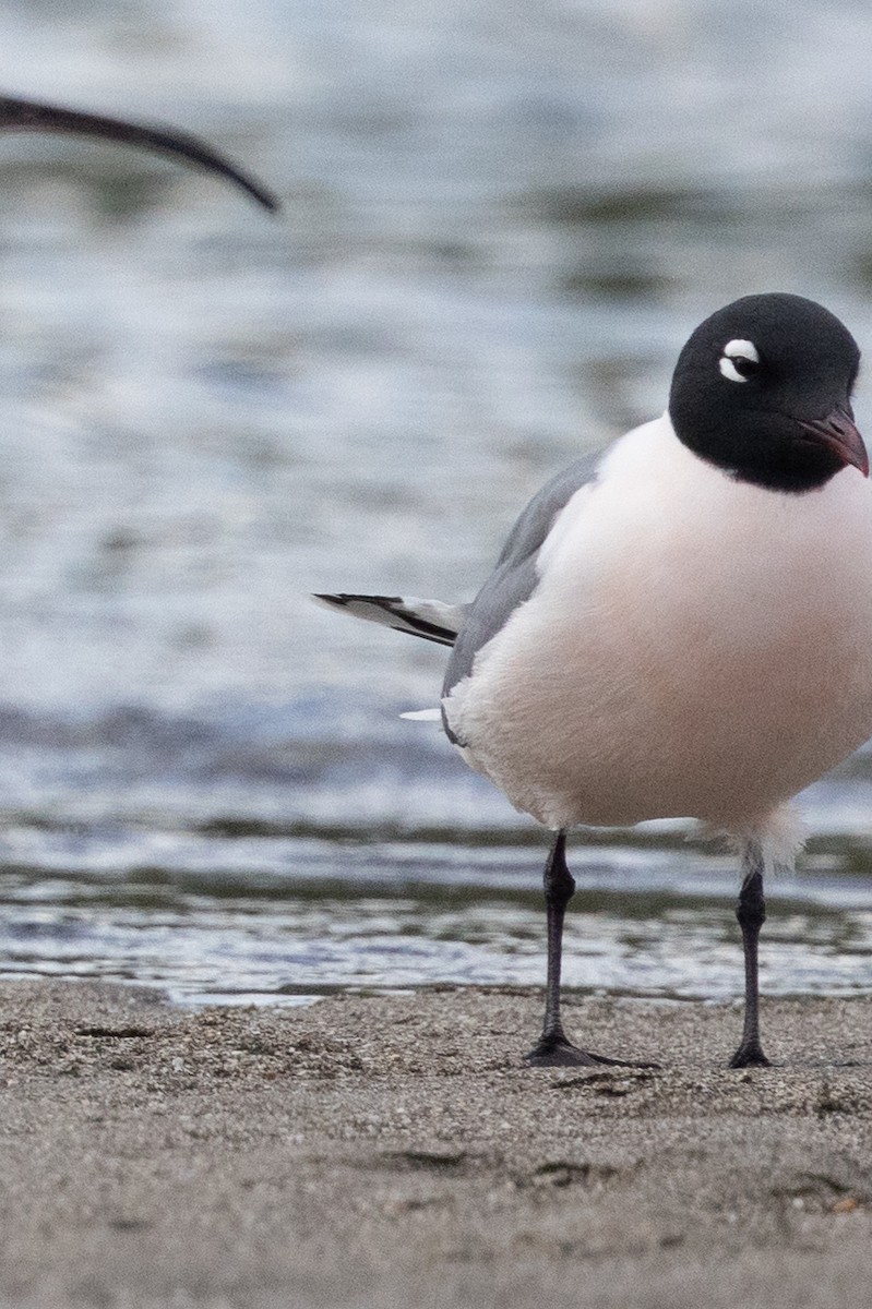 Franklin's Gull - ML620818179